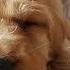 10 Hours Of Relaxing Music Sleep Music Soft Piano Music Healing Music Dog Puppy Pet