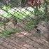 Amazing Fox Howling Sounds Shorts