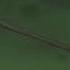 Itachi Shisui AMV Hey Brother