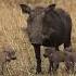 Wildlife Piglets On Walk With Wild Boar Wildlife Animals Warthogs
