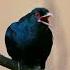 Koyal Voice