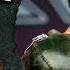 Gloryhammer Angus McFife Live At Wacken Open Air 2019