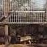 BoarBuster Feral Hog Trap Drop Feral Hog Trapping