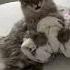 Evil Cat Laugh
