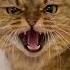 Evil Laugh Shorts Animallover Funny Catlover