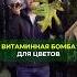 Витаминная бомба для цветов цветы растения витамины подкормка удобрение комнатныецветы дача