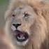 Lion Vs Siberian Tiger Who S The REAL King Of Beasts Lion Tiger Bigcats Wildlife