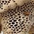 This Elephant S Mighty Steps Are Slowed By An Endless Bee Swarm