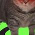 OiiA OiiA Spinning Cat Hard Techno Schranz Remix OR3H1N DJ Troll