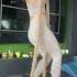 Rope Climbing Fitness Shorts Imkavy