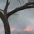 Adult Swim Bump Dead Tree In A Forest Fire FANMADE