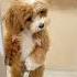 Cute Puppy Shortvideo Shorts