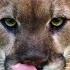 See Why The Mysterious Mountain Lion Is The Bigfoot Of Big Cats Short Film Showcase