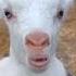 Baby Cow Vs Goat Sound Short Goat Cow Animals Sound Viralshorts Viralvideo Viralvideo