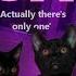 7 Cats Ariana Grande 7 Rings Cat Version Kira Meower