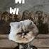WiWiwi Cat Wiwiwi Youtubecat Catshort Cutenessoverload Cutecat