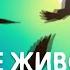 Николай Дроздов о кобрах и гадюках В мире животных Эфир 1982 год