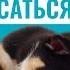 Щенок кусается Что делать КАК ОТУЧИТЬ ЩЕНКА КУСАТЬСЯ