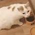 котя котенька коток