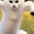 Russian Baby Cat Funniest Dance Moves Try Not To Laugh Russia Dance Shorts
