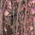 Spring 2025 Dendrobium Aphyllum Lazy Chat Chill Livestream Ninjaorchids