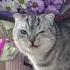 Evil Laugh Shorts Shortvideo Cat Viral Funny Viralshorts Funnyvideo Laugh Cats