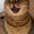 Evil Laugh