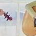 Lindsey Stirling Madilyn Bailey Red Ribbon Acoustic Version