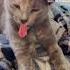 Evil Cat Laugh Cat Laugh