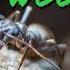 15 Fact About The Black Wood Ant Formica Fusca