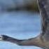 BIRDS ヘロンardeo 헤론鹭цапля The Heron Comes To Dinner Hungry Bird