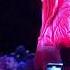 Ariana Grande Everytime Prague 4K UHD