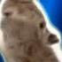 Cosmic Cats Song The Singing Cat Catchy Tune Cat Videos Cat Dance Funnycats Dancingcat
