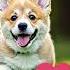 Fluffy Pembroke Welsh Corgi Puppies Cuteness Overload AI Images And Videos