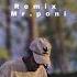 BILLIE EILISH MR PONI REMIX
