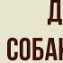 Дикая собака Динго Краткое содержание