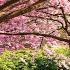Beautiful Relaxing Music Romantic Japanese Music For Relaxation