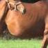 Soneria Alywar Sonorita Ur 1998 Z Og Singapur Belenus