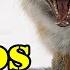 Fox Scream Sound Red Fox Howl Sound Of A Fox Foxes Sounds At Night Fox Noises Fox Bark Call