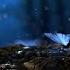 Houssem Amari La Notte