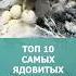Топ 10 самых ядовитых пауков мира пауки топ10 комарик интересное шортс ядовитыепауки