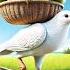 A Big Pigeon Plants A Coconut Tree On The Railway Track And Gives It Plenty Of Water Ai Pigeon Ai