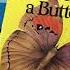 How To Hide A Butterfly And Other Insects By Ruth Heller