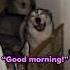 You Gotta Love Huskies