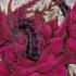 EGale S YGO Card Reviews Episode 15 Black Rose Dragon