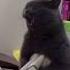 Cat Evil Laugh Shorts Animals Cats