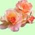 LoveJSan I Got You Flowers