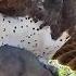 Eagle Catches Fights Baby Warthog