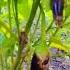 Brinjal