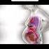 Pregnancy Process Must Watch Shorts ShortsVids MediVids MediVids